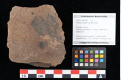 Foto (Objekt + Etikett) von Rhytisma pythii Ettingshausen (NHMW-GEO-2024-0188-0080)